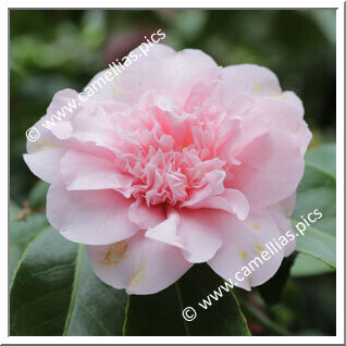 Camellia Japonica 'Mary Potter'