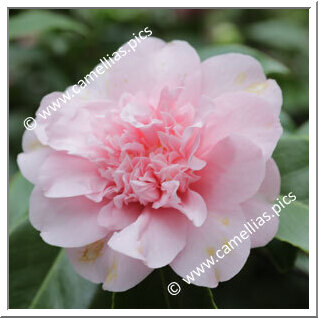 Camellia Japonica 'Mary Potter'