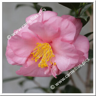 Camellia Hybrid 'Marylin Monroe'