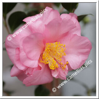 Camellia Hybrid 'Marylin Monroe'