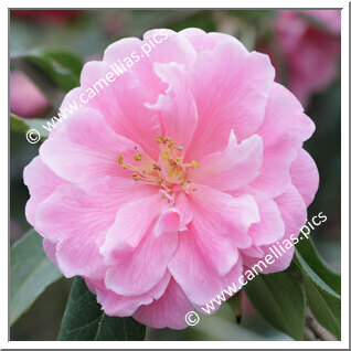 Camellia Reticulata 'Maye Yinhong'