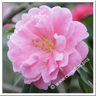 Camellia Reticulata 'Maye Yinhong'