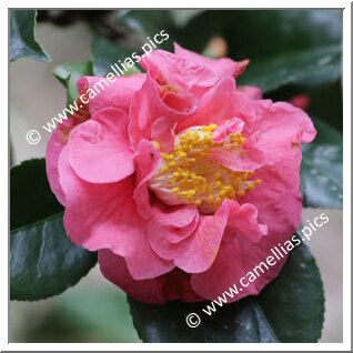 Camellia Hybride 'McKenzierose Young'