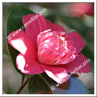 Camellia Japonica 'Memento'