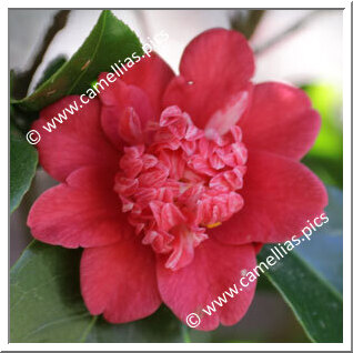 Camellia Japonica 'Memento'