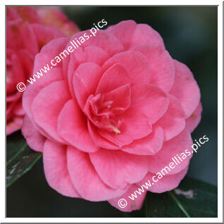 Camellia Japonica 'Millarenga'