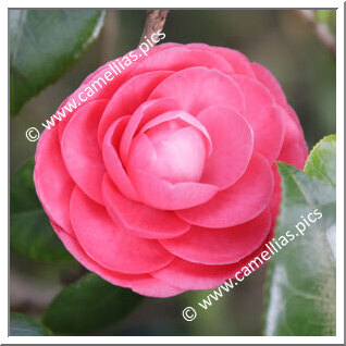 Camellia Japonica 'Miniata '