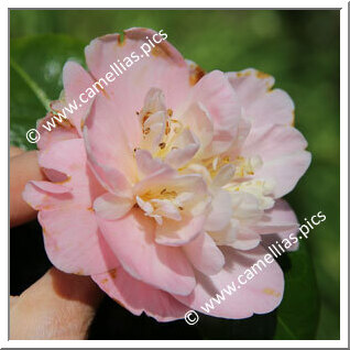 Camellia Japonica 'Minnie Maddern Fiske'