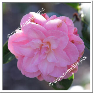 Camellia Hybrid C.x williamsii 'Miss Tinytot Princess'