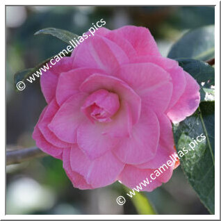 Camellia Hybrid C.x williamsii 'Miss Tinytot Princess'