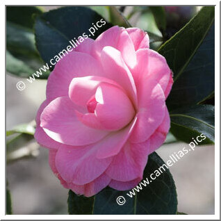 Camellia Hybrid C.x williamsii 'Miss Tinytot Princess'