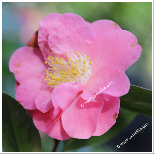 Camellia Japonica 'Monte Carlo'