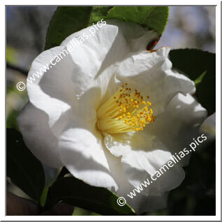 Camellia Japonica 'Mrs Bertha A. Harms'