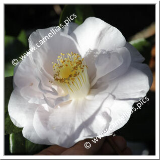 Camellia Japonica 'Mrs D.W. Davis'