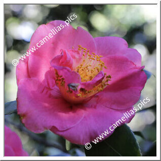 Camellia Japonica 'Mrs Swan'