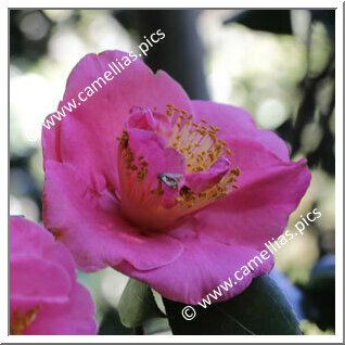 Camellia Japonica 'Mrs Swan'