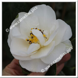 Camellia Japonica 'Mrs William Thompson'