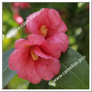 Camellia Japonica 'Murasaki-shikibu'