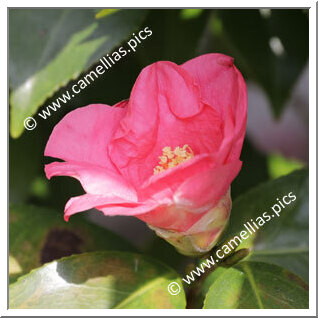Camellia Japonica 'Murasaki-shikibu'