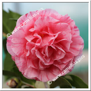 Camellia Japonica 'Nicole'