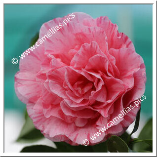 Camellia Japonica 'Nicole'