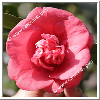 Camellia Japonica 'Ô-karako'
