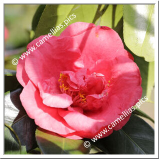 Camellia Japonica 'Ô-karako'