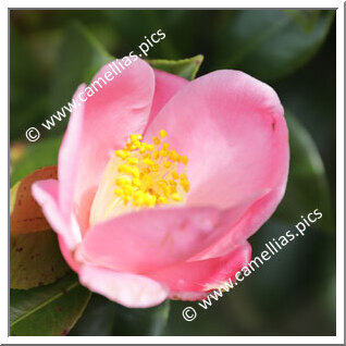 Camellia Hybrid 'Ômi-akebono'