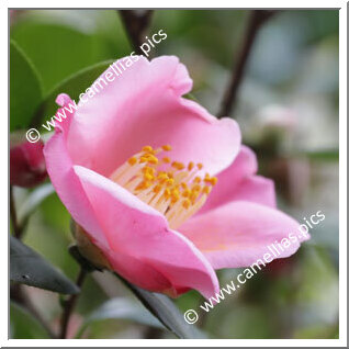 Camellia Hybrid 'Ômi-akebono'