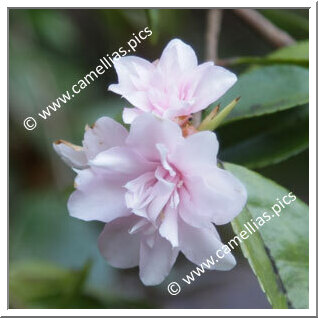 Camellia Hybride 'Our Melissa'