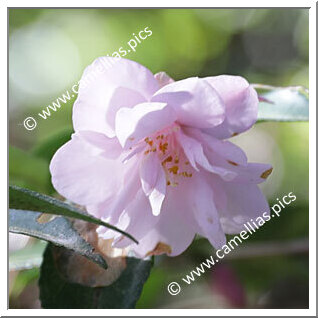 Camellia Hybride 'Our Melissa'