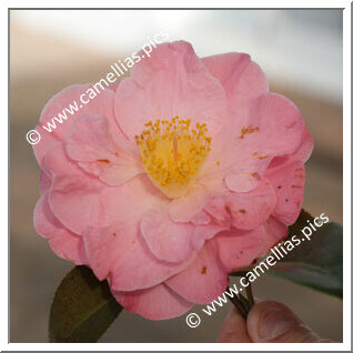 Camellia Hybride 'Peggy Burton'