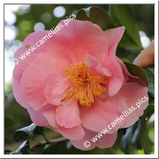 Camellia Japonica 'Pink Gold'