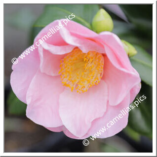 Camellia Japonica 'Pink Gold'