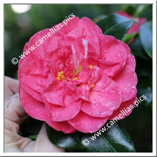 Camellia Japonica 'Principessa Clotilde Rose'