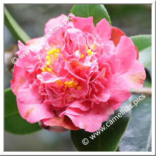 Camellia Hybride 'Pristine Fragrance'