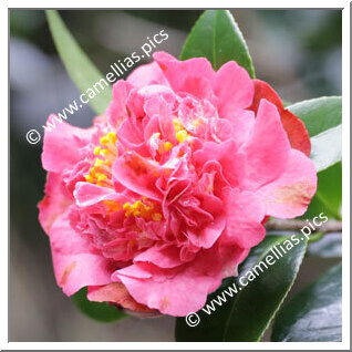 Camellia Hybride 'Pristine Fragrance'