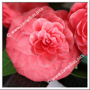 Camellia Japonica 'Rainha das Camelias'