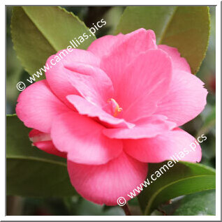 Camellia Japonica 'Rainy Sun'