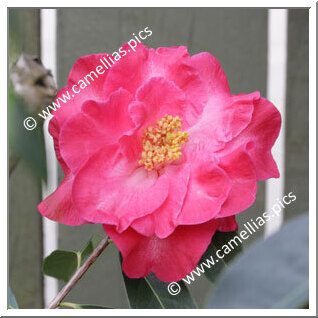 Camellia Reticulata 'Raspberry Glow'