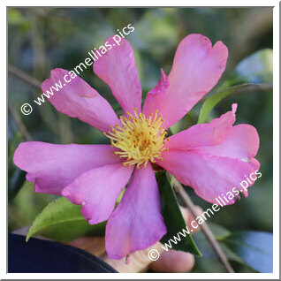 Camellia Sasanqua 'Red Willow'