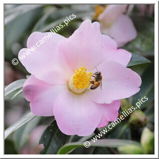 Camellia Hybride 'Reflecting Wave'