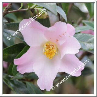 Camellia Hybrid 'Reflecting Wave'