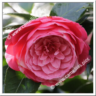 Camellia Japonica 'Regina dei Giganti'