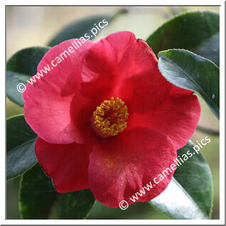 Camellia Japonica 'Robin'