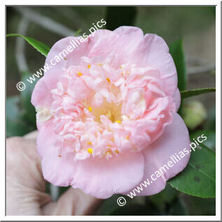 Camellia Japonica 'Rôranka'