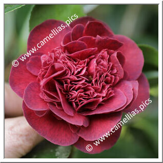 Camellia Japonica 'Sangre de Pichón'