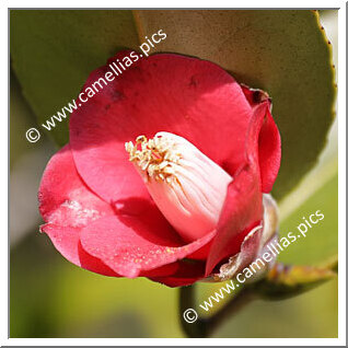 Camellia Japonica 'Satsuki-hime'