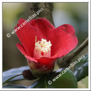 Camellia Wabisuke 'Sayaka-wabisuke'