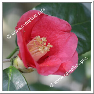 Camellia Wabisuke 'Sayo-wabisuke'